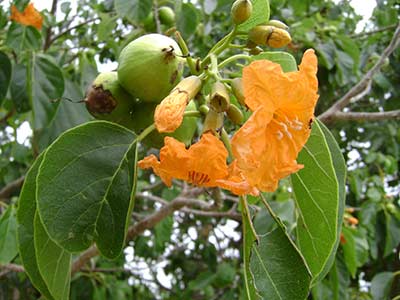 fruit leaf flower